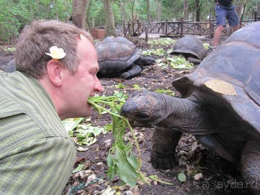 Альбом отзыва "ТАНЗАНИЯ. ЧЕРНОВИК БЕЛОГО ЧЕЛОВЕКА. Отзывы о поездке в Африку с турфимой Тайный Меридиан в 2011 году"