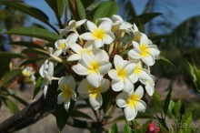 путь на Тенерифе