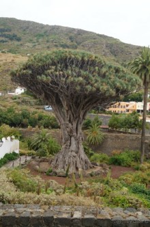 путь на Тенерифе