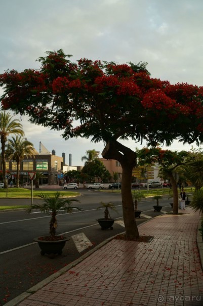 путь на Тенерифе