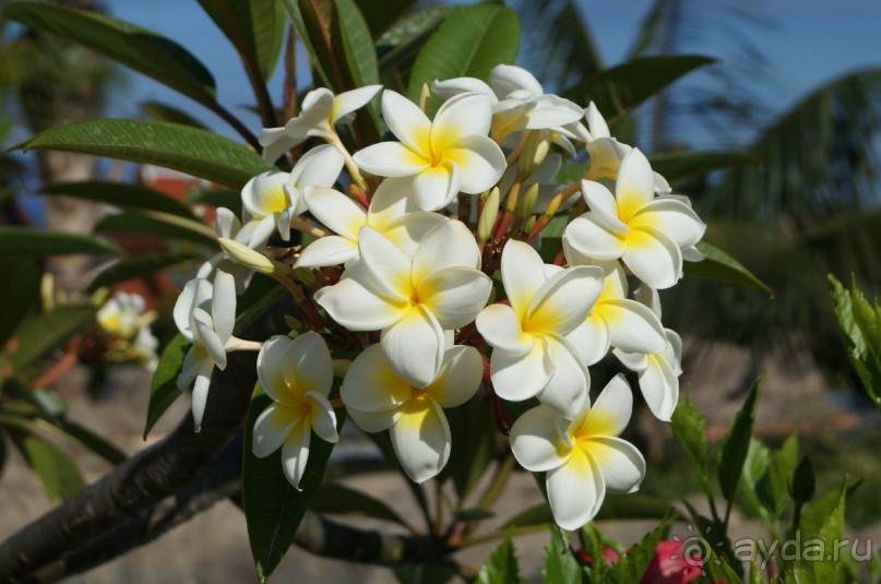 путь на Тенерифе