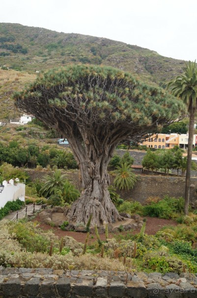 путь на Тенерифе