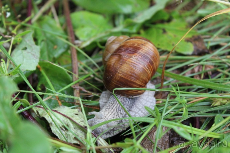 Вполне симпатичное местечко Лосвидо