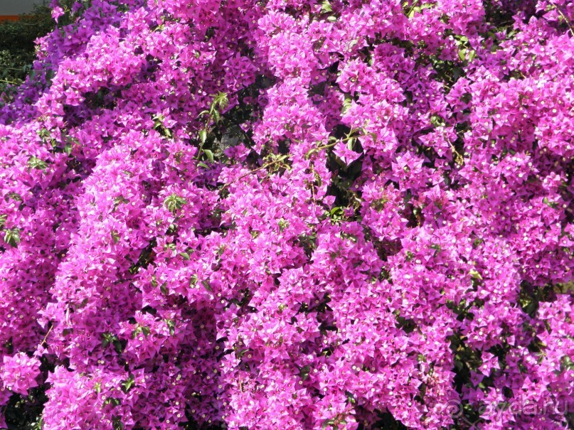 фото Aureum Palace Ngwe Saung