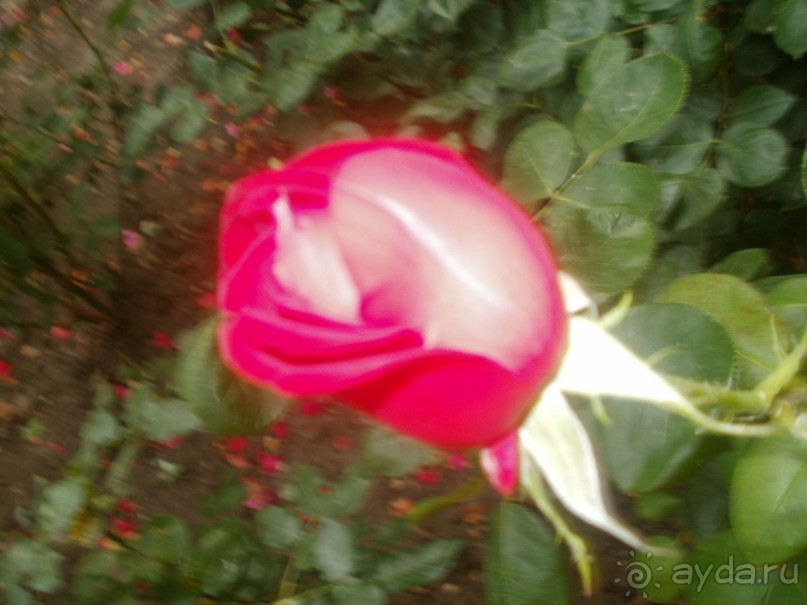 фото Sunny Paradise Resort