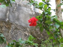 Немного впечатлений о Шри-Ланке. Хиккадува.