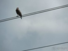 Немного впечатлений о Шри-Ланке. Хиккадува.