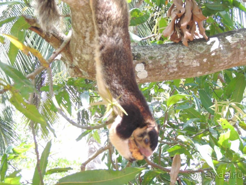 Немного впечатлений о Шри-Ланке. Хиккадува.