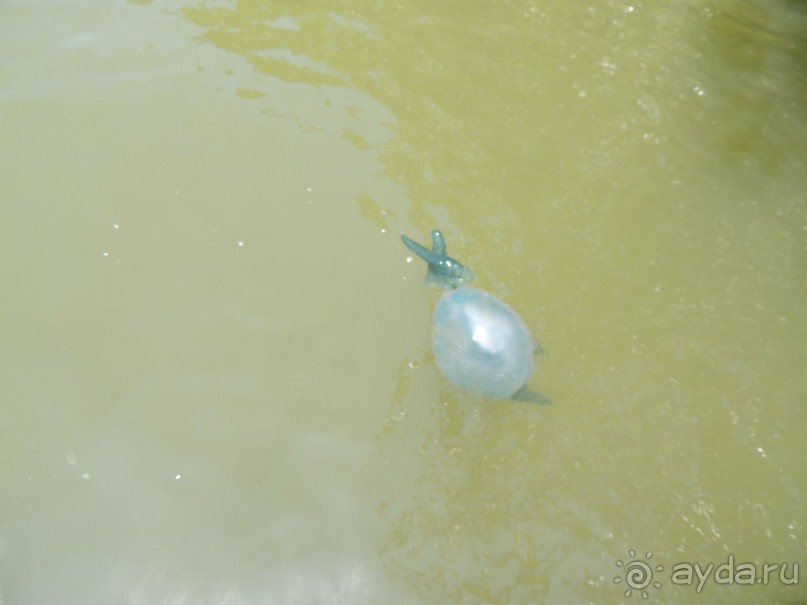 Немного впечатлений о Шри-Ланке. Хиккадува.