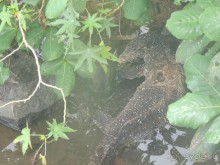 Немного впечатлений о Шри-Ланке. Хиккадува.