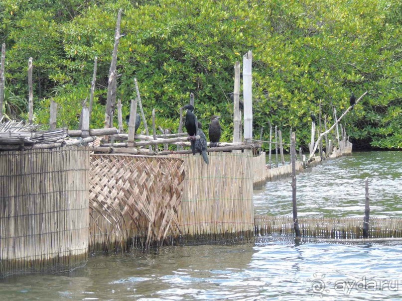 Немного впечатлений о Шри-Ланке. Хиккадува.