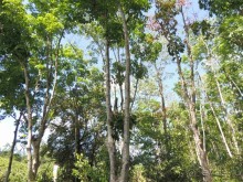 Немного впечатлений о Шри-Ланке. Хиккадува.