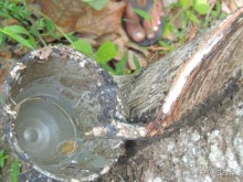 Немного впечатлений о Шри-Ланке. Хиккадува.