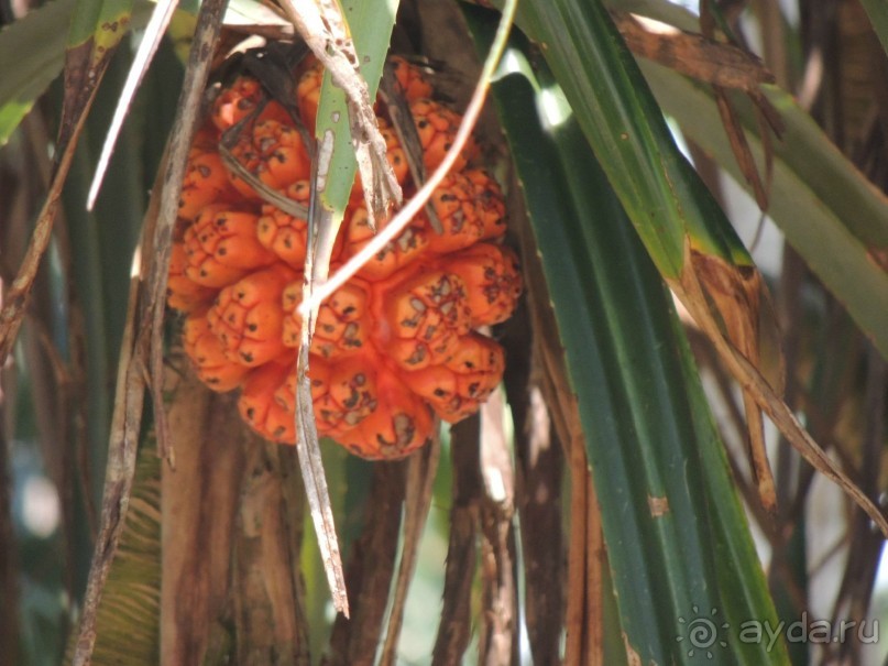 Немного впечатлений о Шри-Ланке. Хиккадува.
