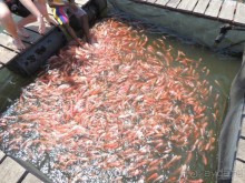 Немного впечатлений о Шри-Ланке. Хиккадува.