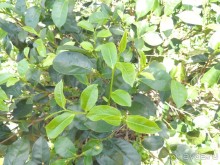 Немного впечатлений о Шри-Ланке. Хиккадува.