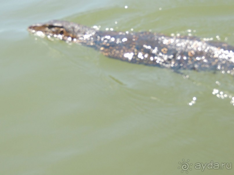 Немного впечатлений о Шри-Ланке. Хиккадува.