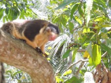 Немного впечатлений о Шри-Ланке. Хиккадува.