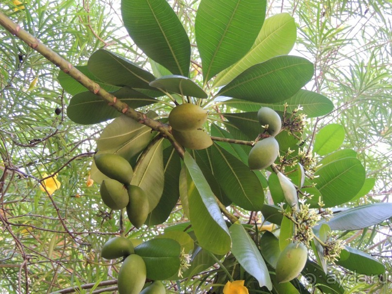 Немного впечатлений о Шри-Ланке. Хиккадува.