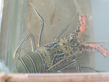 Немного впечатлений о Шри-Ланке. Хиккадува.