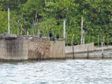 Немного впечатлений о Шри-Ланке. Хиккадува.