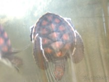 Немного впечатлений о Шри-Ланке. Хиккадува.