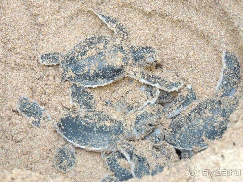 Немного впечатлений о Шри-Ланке. Хиккадува.