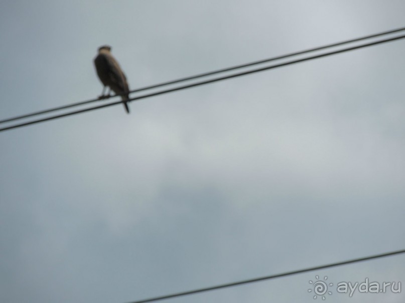 Немного впечатлений о Шри-Ланке. Хиккадува.