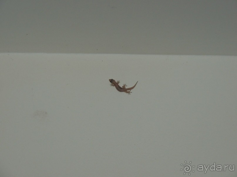 Немного впечатлений о Шри-Ланке. Хиккадува.