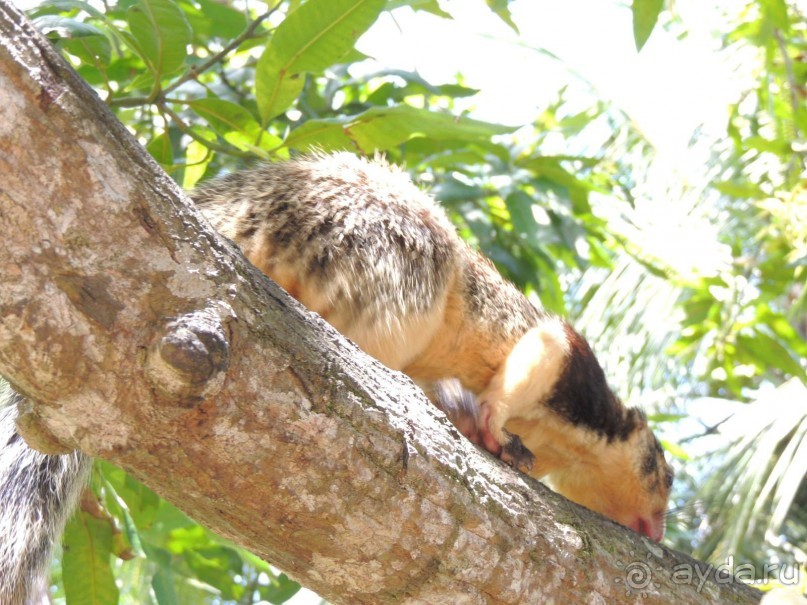 Немного впечатлений о Шри-Ланке. Хиккадува.