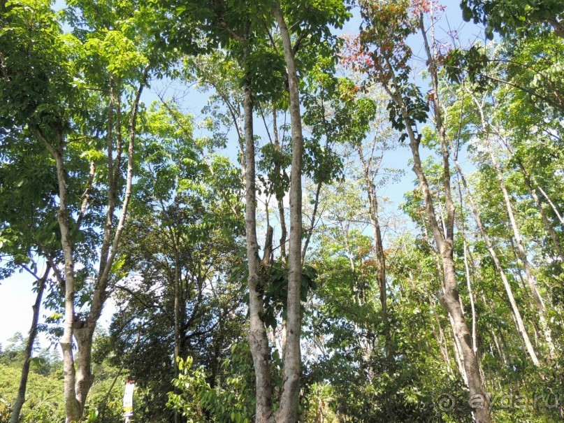 Немного впечатлений о Шри-Ланке. Хиккадува.