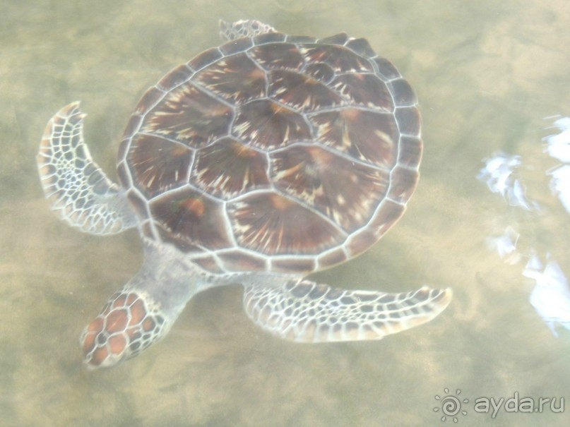 Немного впечатлений о Шри-Ланке. Хиккадува.