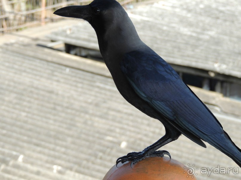 Немного впечатлений о Шри-Ланке. Хиккадува.