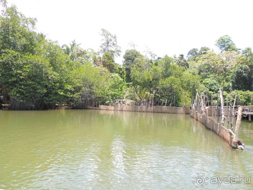 Немного впечатлений о Шри-Ланке. Хиккадува.