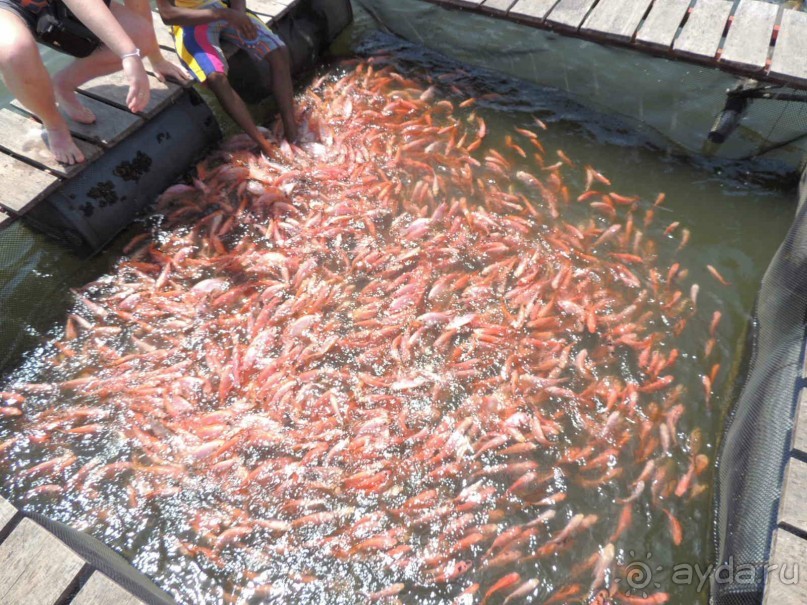 Немного впечатлений о Шри-Ланке. Хиккадува.