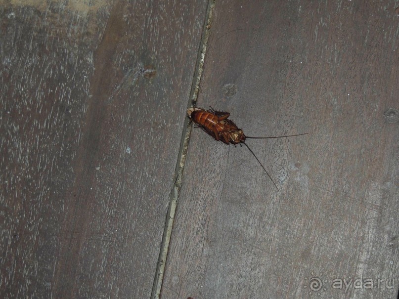 Немного впечатлений о Шри-Ланке. Хиккадува.