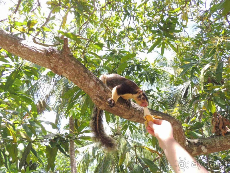 Немного впечатлений о Шри-Ланке. Хиккадува.