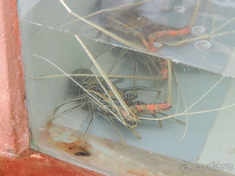 Немного впечатлений о Шри-Ланке. Хиккадува.