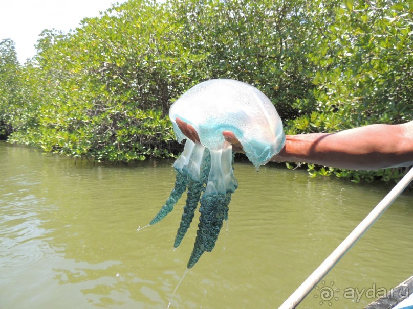 Немного впечатлений о Шри-Ланке. Хиккадува.