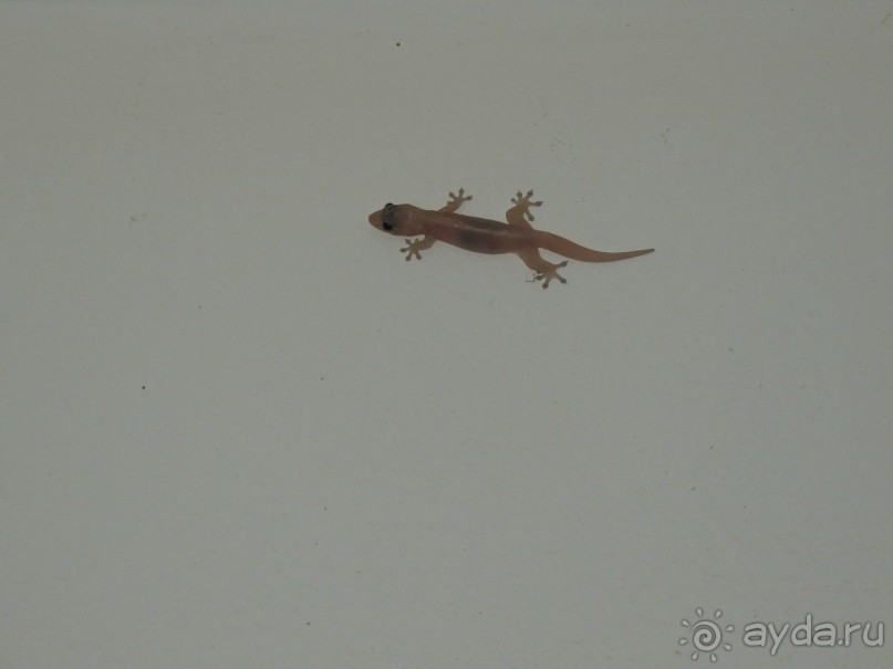 Немного впечатлений о Шри-Ланке. Хиккадува.