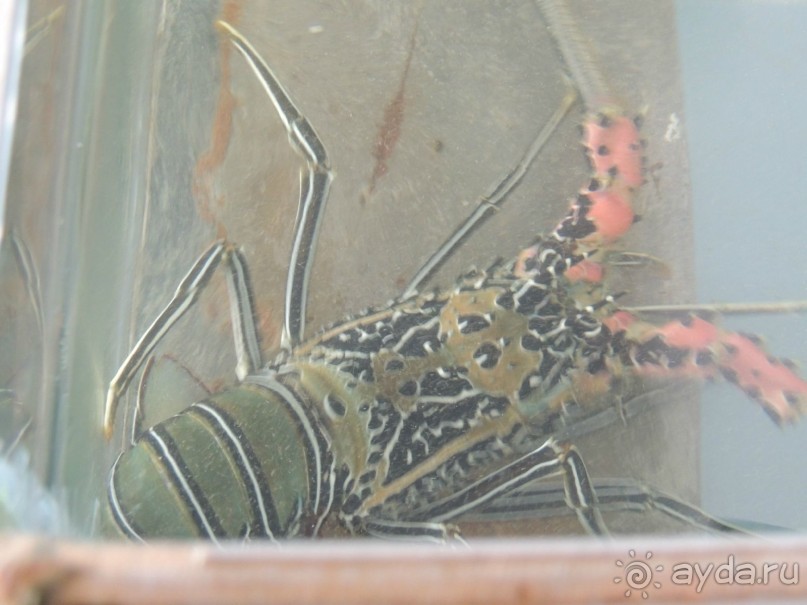 Немного впечатлений о Шри-Ланке. Хиккадува.