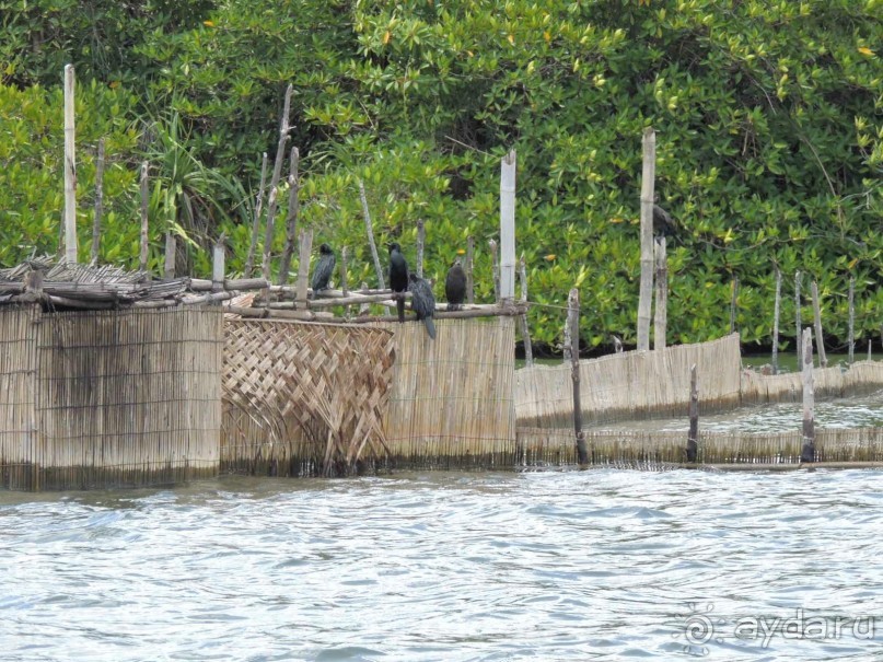 Немного впечатлений о Шри-Ланке. Хиккадува.