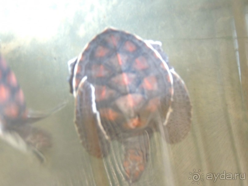 Немного впечатлений о Шри-Ланке. Хиккадува.