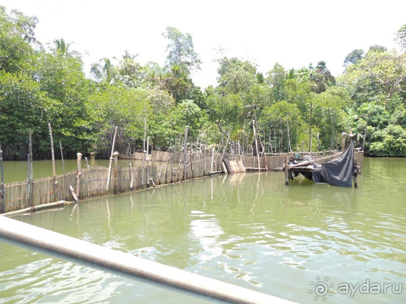 Немного впечатлений о Шри-Ланке. Хиккадува.
