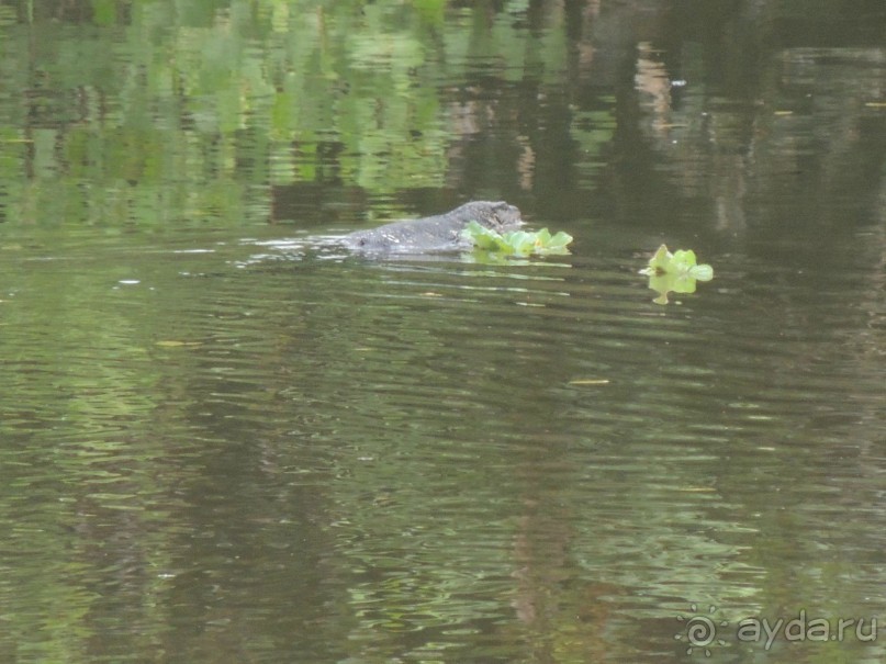 Немного впечатлений о Шри-Ланке. Хиккадува.