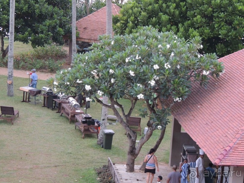 фото Hikka Tranz by Cinnamon