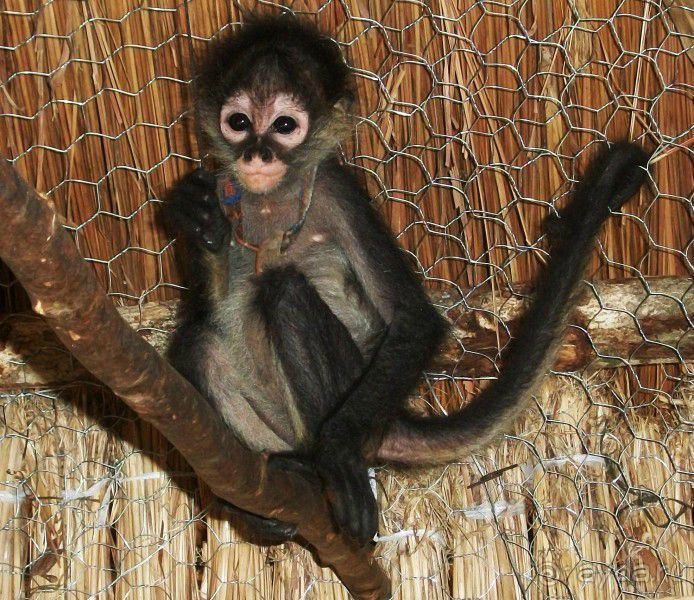 Альбом отзыва "Незабываемые Джунгли.Отель"