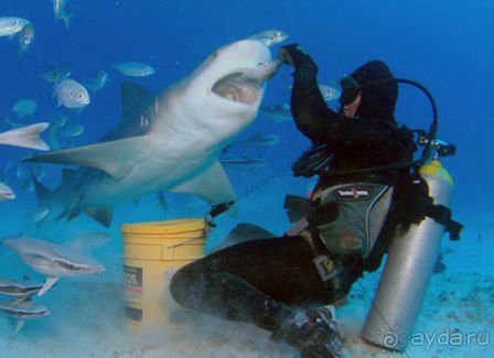 Альбом отзыва "Незабываемые Джунгли.Отель"