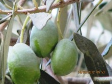 Гефсиманский сад