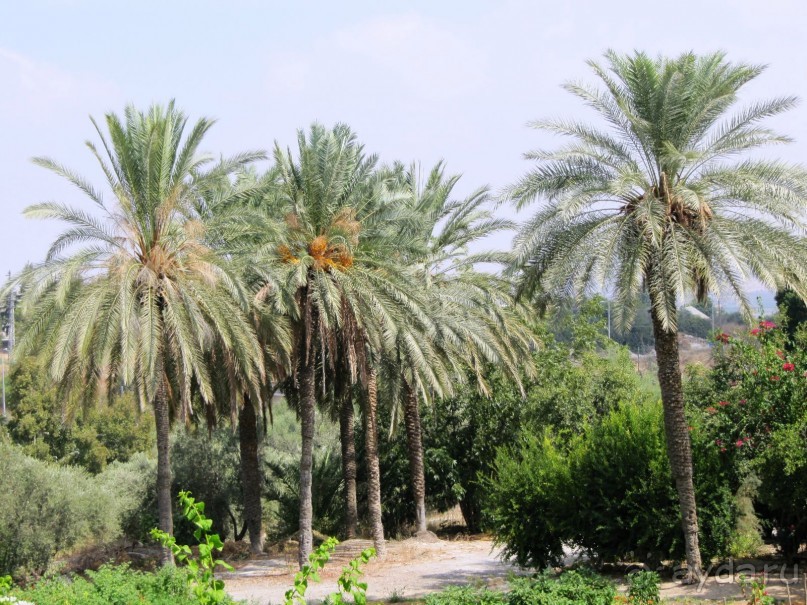 Великолепный Израиль